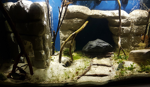 100l Aquarium